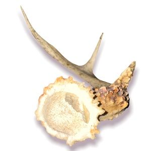 3 point antler 10” Curved Deer Horn